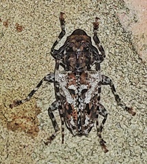 Acanthoderini
