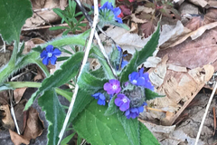 Pentaglottis sempervirens