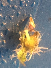 Pentaglottis sempervirens