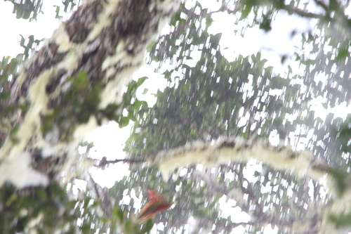 Yellow-billed Lorikeet (Neopsittacus musschenbroekii), photo 3