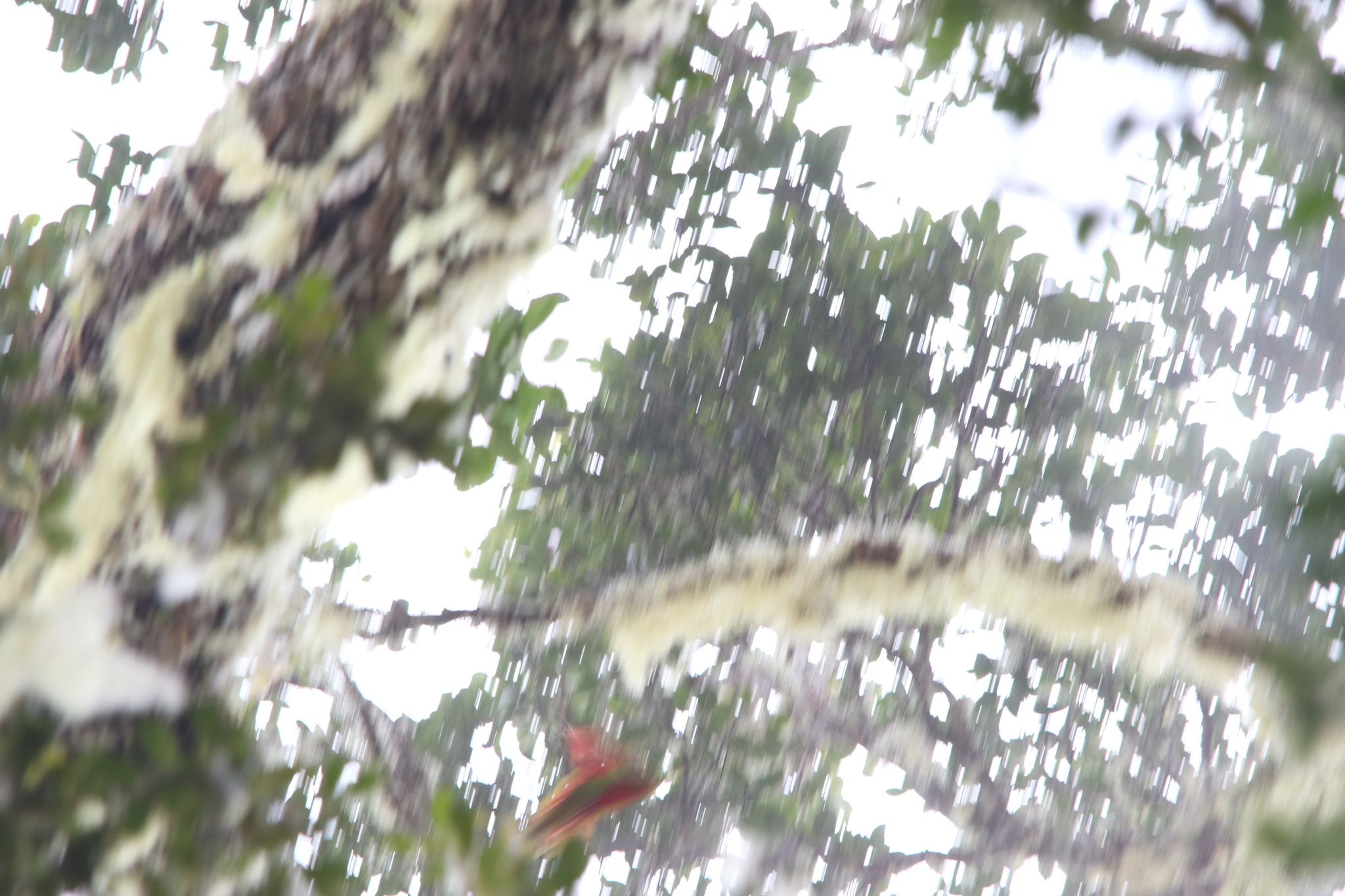 Yellow-billed Lorikeet (Neopsittacus musschenbroekii), photo 2