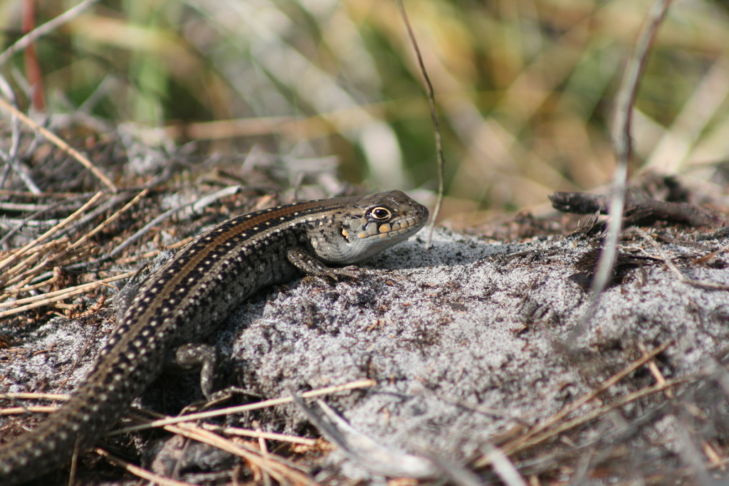 Southwestern Rock Skink (Liopholis pulchra)