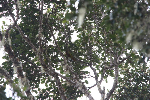 Yellow-billed Lorikeet (Neopsittacus musschenbroekii), photo 7
