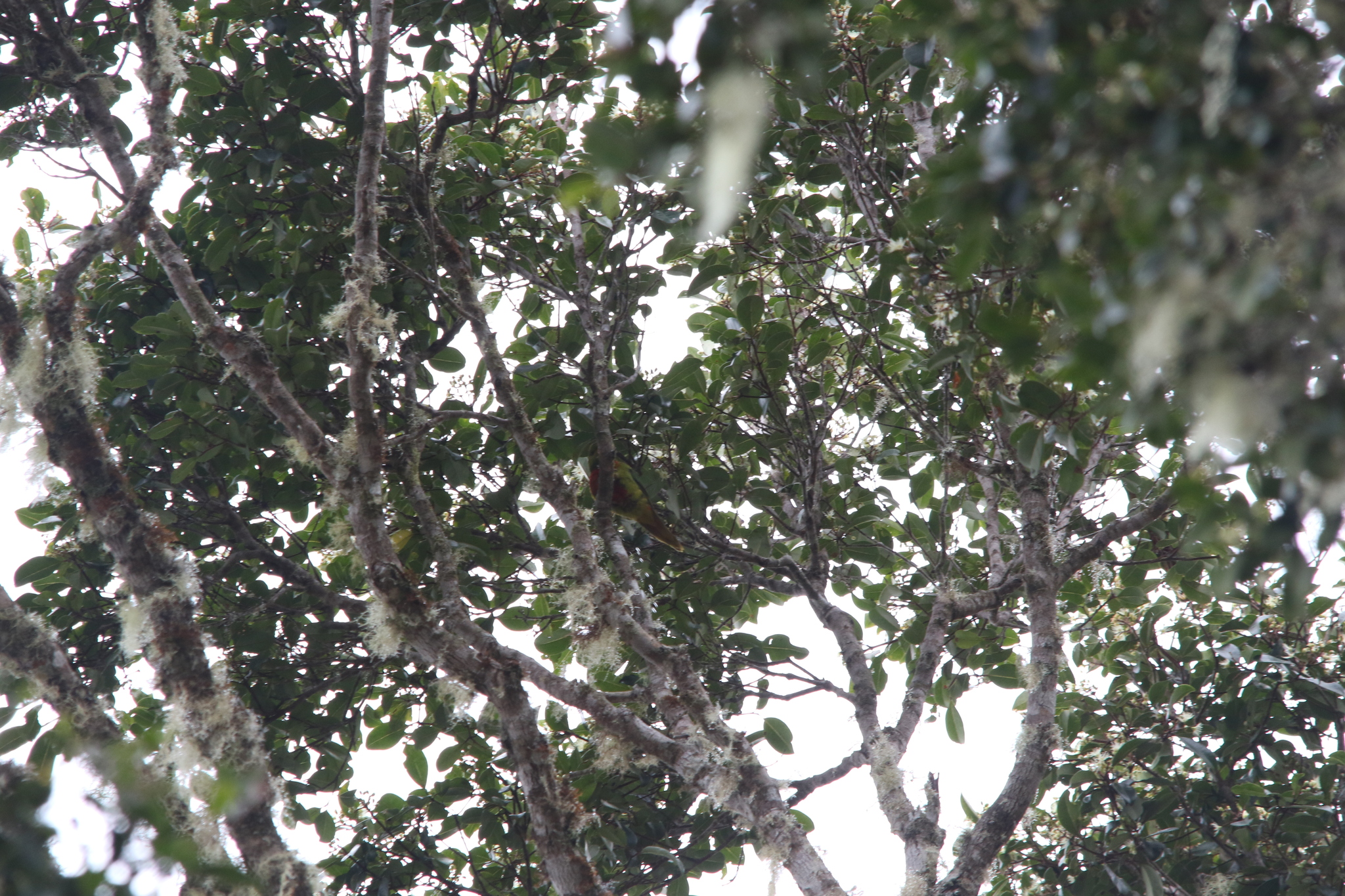 Yellow-billed Lorikeet (Neopsittacus musschenbroekii), photo 4