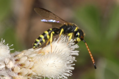Sapygidae