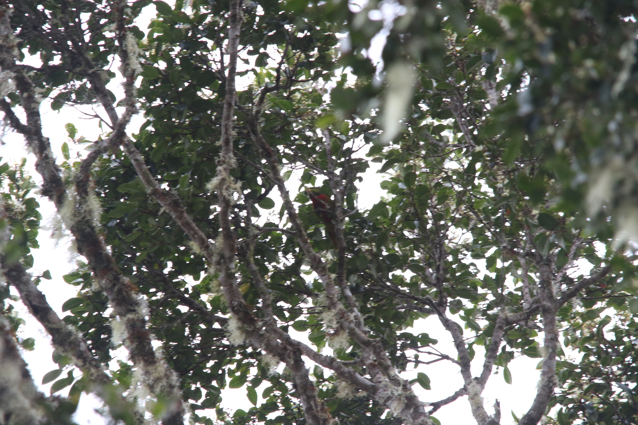 Yellow-billed Lorikeet (Neopsittacus musschenbroekii), photo 5