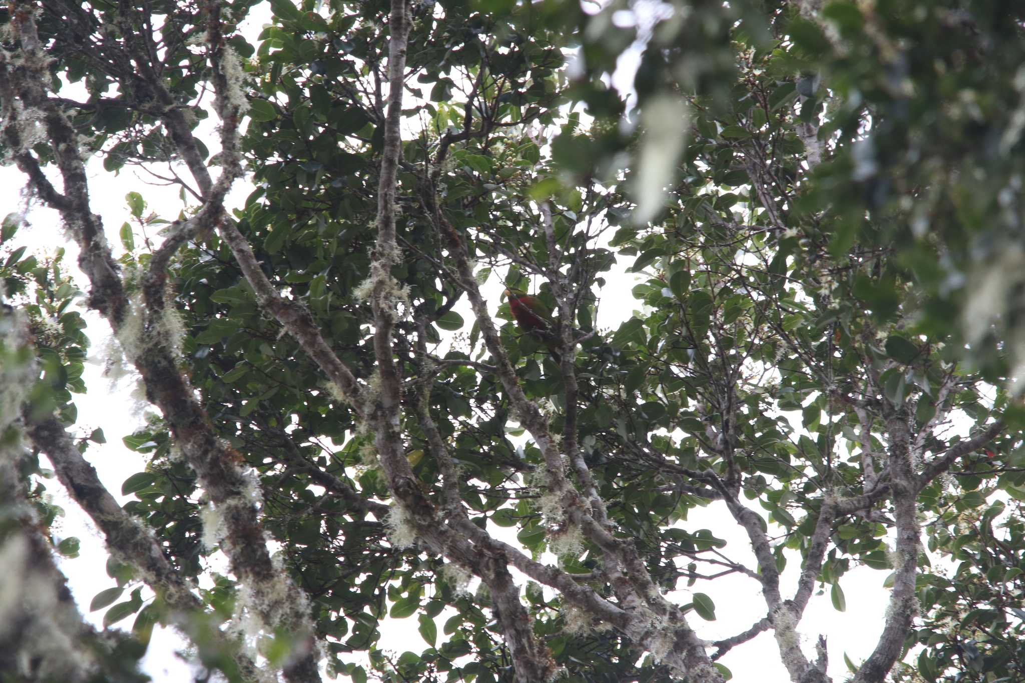Yellow-billed Lorikeet (Neopsittacus musschenbroekii), photo 6