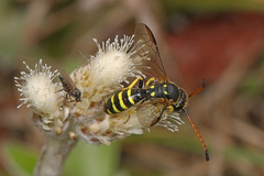 Sapygidae