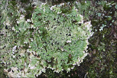 Pannaria farinosa