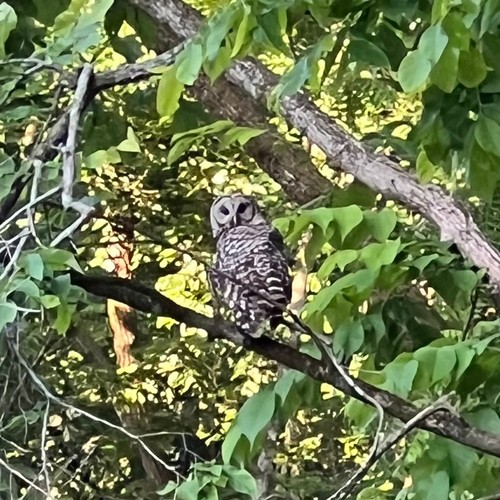 Barred Owl observed by sarahden
