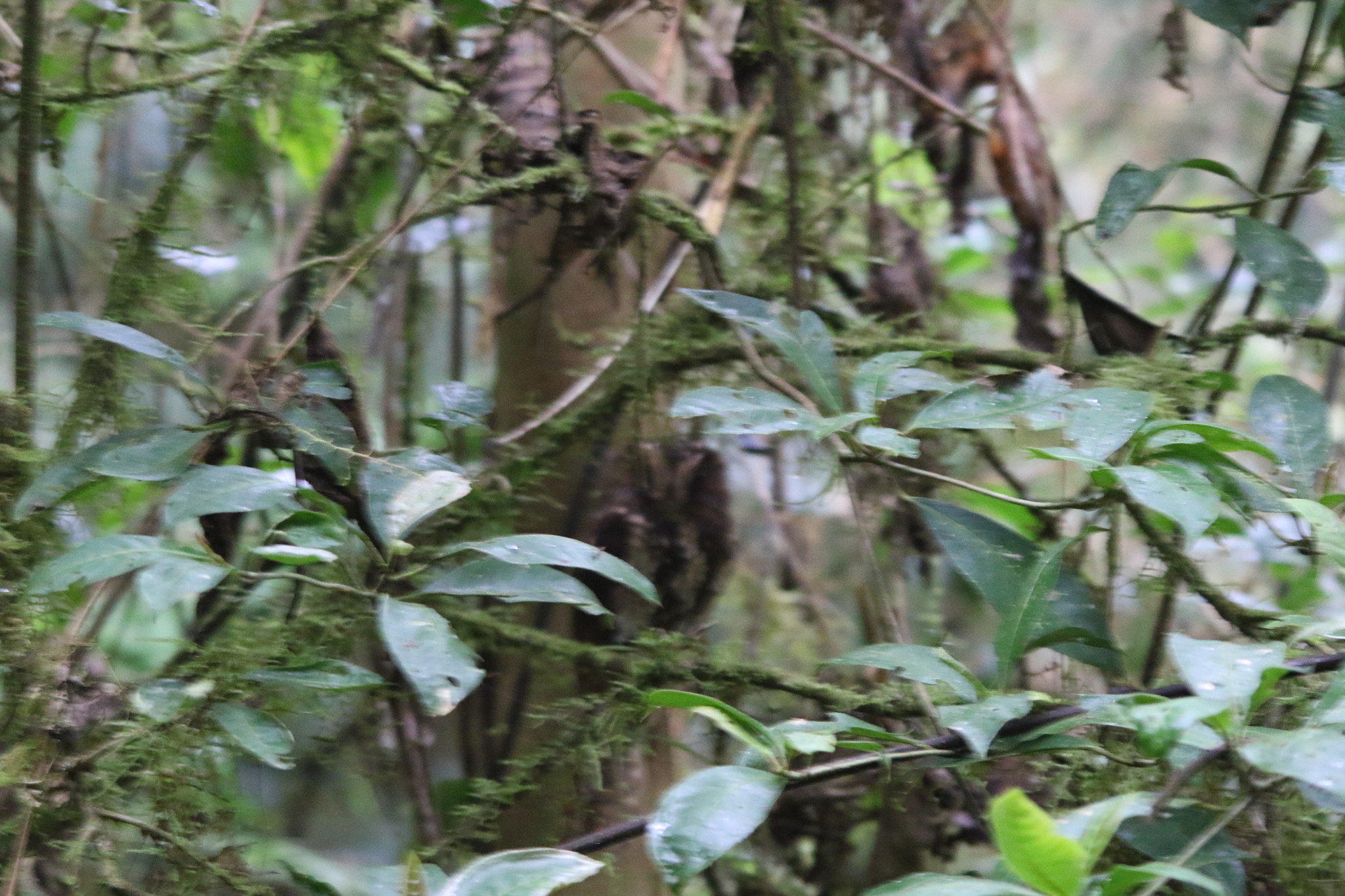 Feline Owlet-nightjar (Aegotheles insignis), photo 4