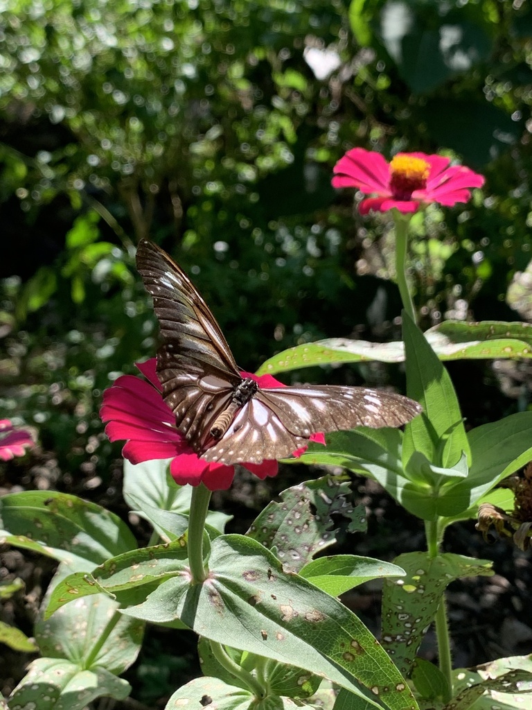 Danaus melanippus (Danaus melanippus)