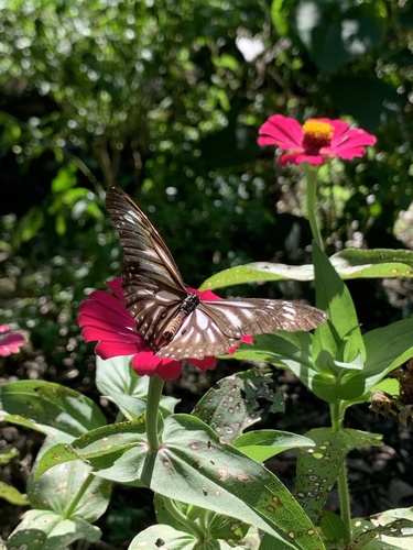 Danaus melanippus