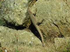 Stenocercus crassicaudatus