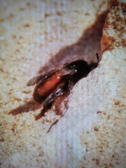 Andrena prima