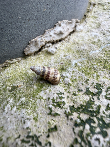 Cochlicella barbara