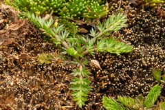 Anisotome flexuosa