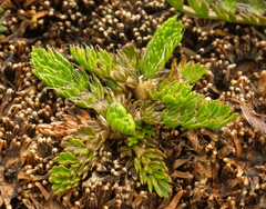 Anisotome imbricata prostrata
