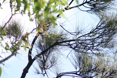 Melithreptus chloropsis