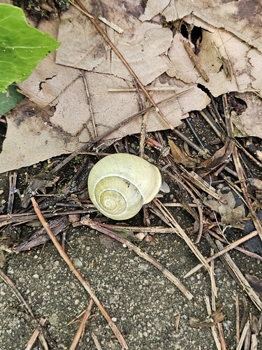 Cepaea nemoralis