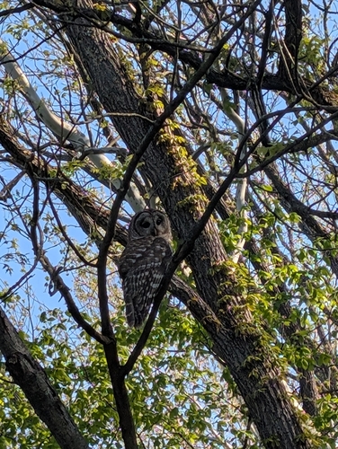 Barred Owl observed by dpost333