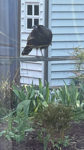 Wild Turkey observed by dastacey