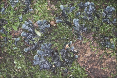 Peltigera dolichorhiza
