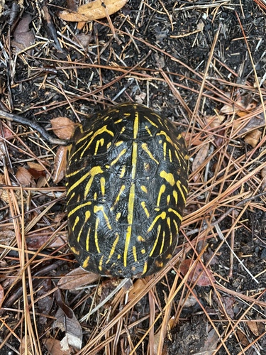 Florida Box Turtle observed by ungerlord
