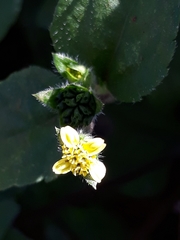 Calyptocarpus brasiliensis