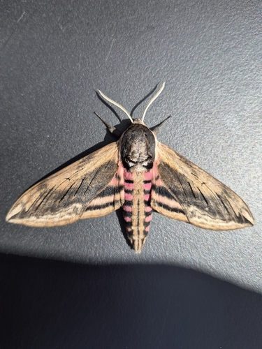 Privet Hawkmoth