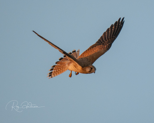 Nankeen Kestrel