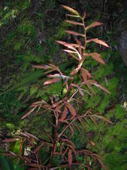 Tillandsia machupicchuensis