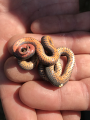 Diadophis punctatus similis