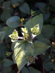 Calyptocarpus brasiliensis