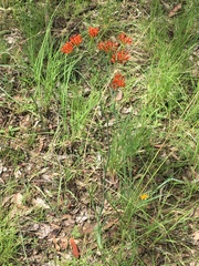 Haemodorum coccineum