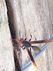 Polistes ferreri