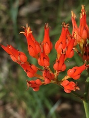 Haemodorum coccineum