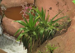 Tillandsia australis