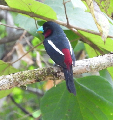 Cymbirhynchus macrorhynchos