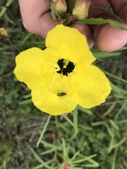 Oenothera berlandieri pinifolia