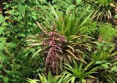 Tillandsia australis