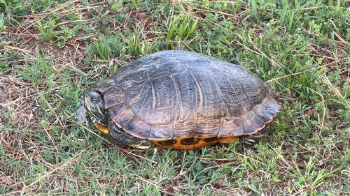 Pond Slider observed by mike_dalen