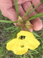 Oenothera berlandieri pinifolia