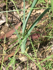 Haemodorum coccineum