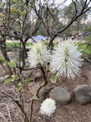 Fothergilla
