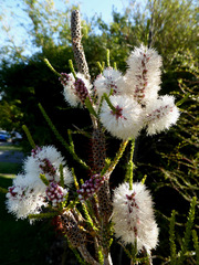 Melaleuca huegelii