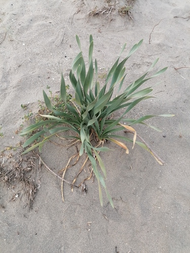 Sea Daffodil
