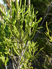 Melaleuca huegelii