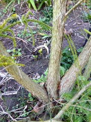 Melaleuca huegelii