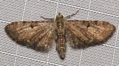 Eupithecia miserulata image
